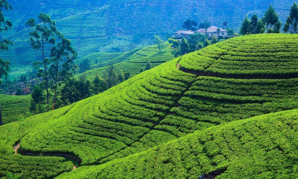 Tea Plantation 1